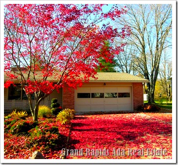 Ada Fall Japanese Maple