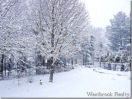 back yard first snow