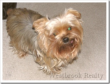 Australian Silkie Terrier